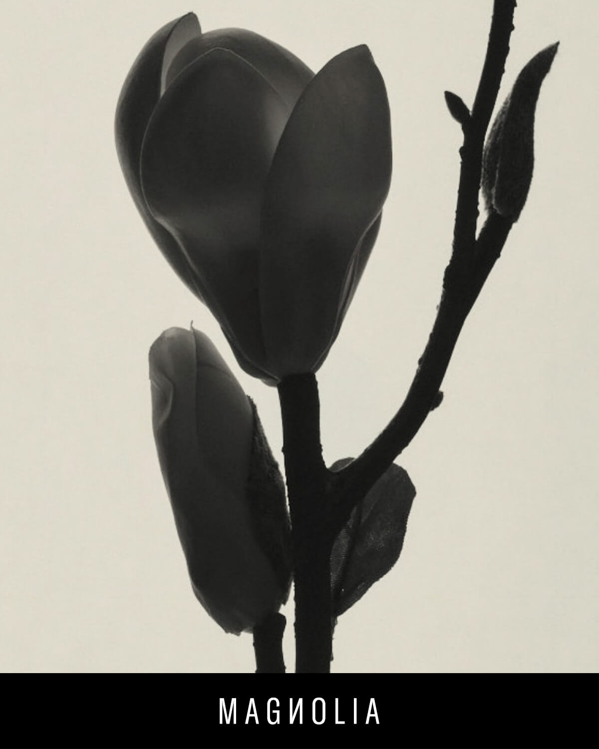 A black and whte silhouette of a magnolia flower.